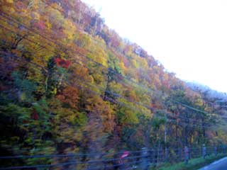 紅葉