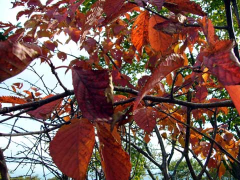 藻岩山紅葉